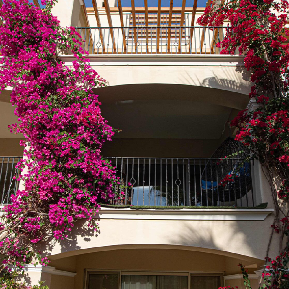 veranda sahl hasheesh im7